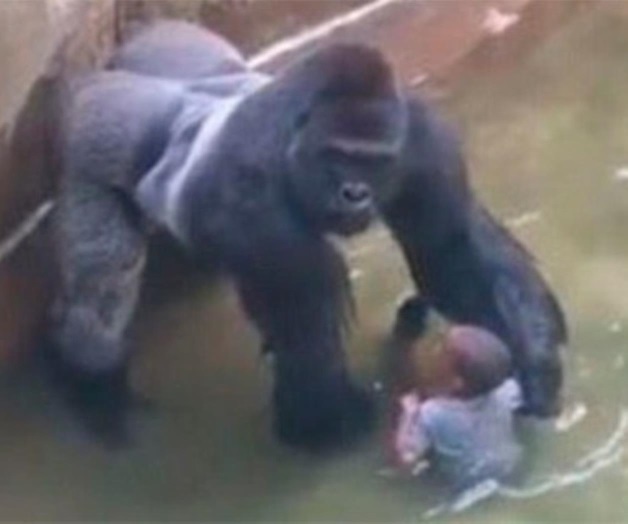 Fans piden convertir a Harambe, el gorila sacrificado, en pokémon Fans piden convertir a Harambe, el gorila sacrificado, en pokémon