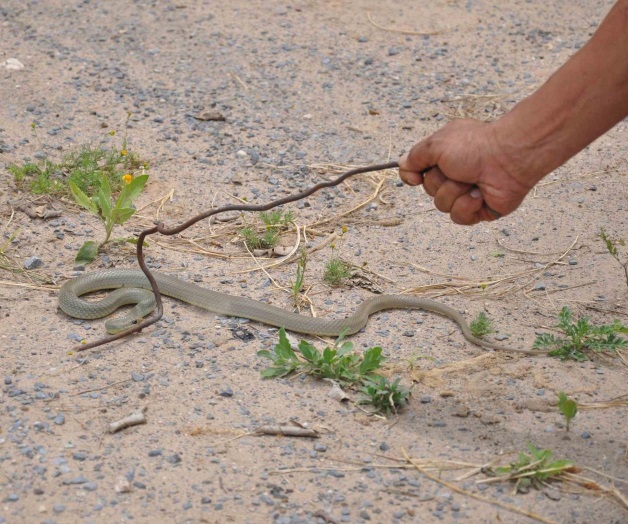 Cuenta la Jurisdicción con suero antiviperino