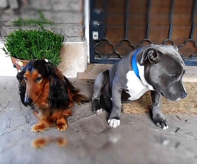 VIDEO: Perros regañados se vuelven virales