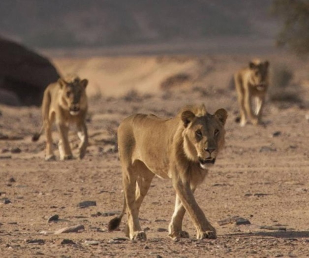 El misterio de los cinco leones envenenados El misterio de los cinco leones envenenados