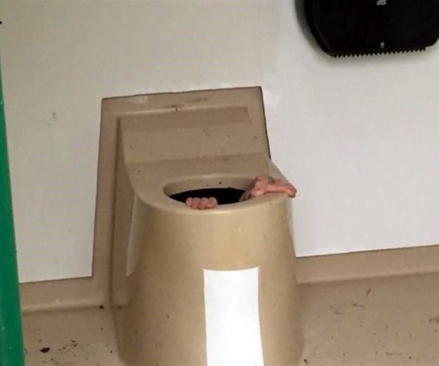 Queda hombre atrapado... ¡en un inodoro! Queda hombre atrapado... ¡en un inodoro!