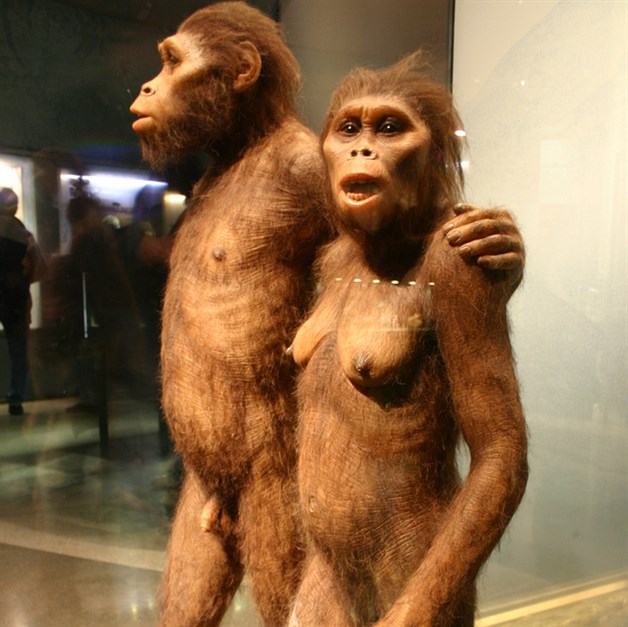 Así murió ‘LUCY’ la australopiteca Así murió ‘LUCY’ la australopiteca