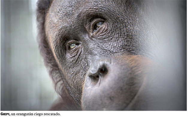 El planeta y los simios rojos El planeta y los simios rojos