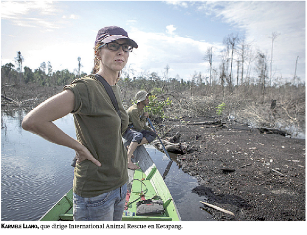 El planeta y los simios rojos El planeta y los simios rojos
