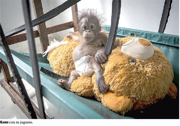 El planeta y los simios rojos El planeta y los simios rojos