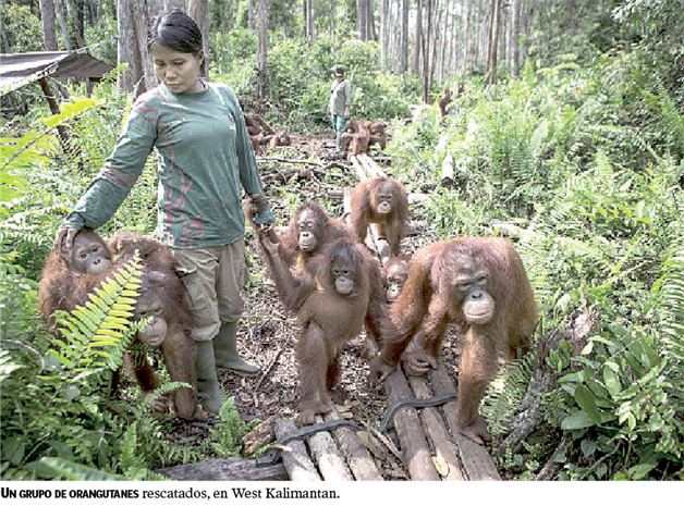 El planeta y los simios rojos El planeta y los simios rojos