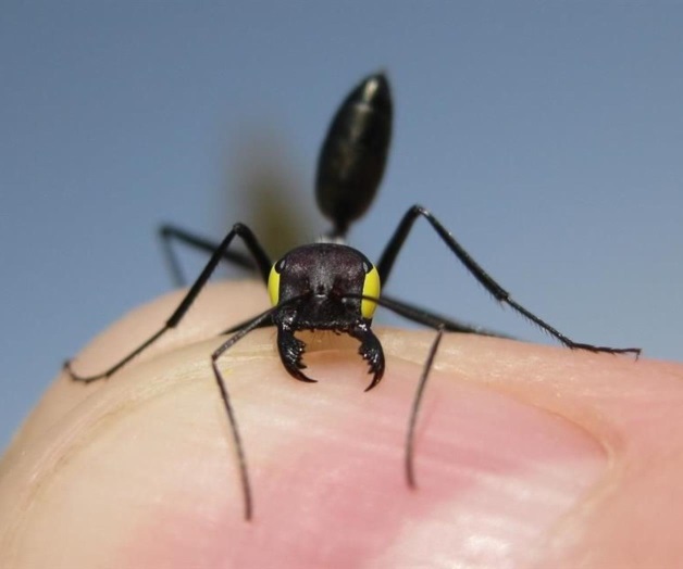 Usan hormigas sistema de navegación dual Usan hormigas sistema de navegación dual