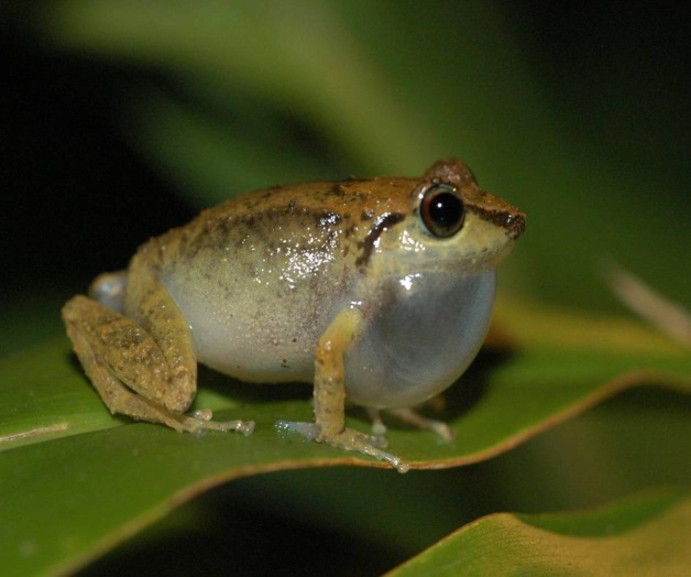 Repta peligro en casa. Transmiten males diversos con dos bacterias
