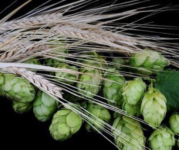 Impulsan el cultivo de lúpulo y cebada Impulsan el cultivo de lúpulo y cebada