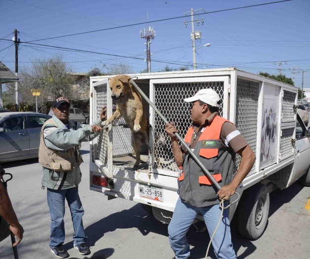 Reportan baja en ataques de perros