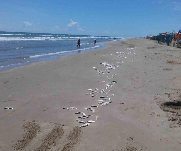 Sigue monitoreodel agua marina. Observan ya mancha cercana Sigue monitoreodel agua marina. Observan ya mancha cercana