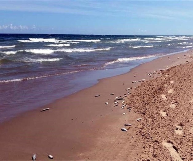 Aumenta en Costa Azul toxicidad de marea roja Aumenta en Costa Azul toxicidad de marea roja