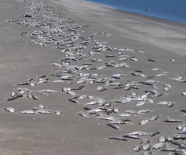 Avanza mancha de marea roja Avanza mancha de marea roja