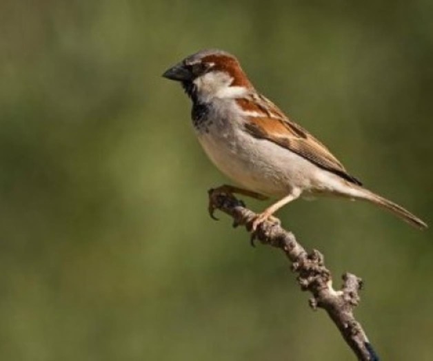 México, entre los 11 países con mayor variedad de aves