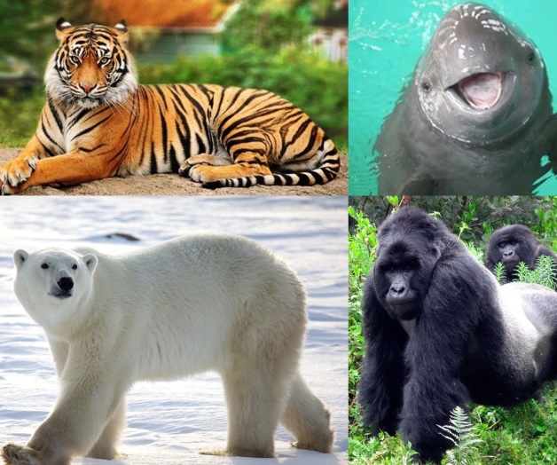 Diez especies de animales a punto de desaparecer Diez especies de animales a punto de desaparecer