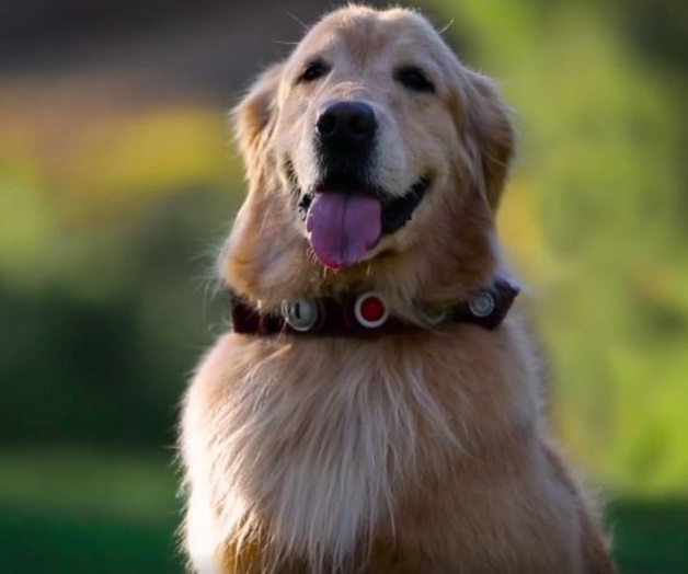 Video: Perro que habla de la película ‘Up’ se vuelve real