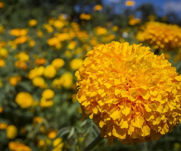 Cempasúchil y terciopelo: flores que dan vida a ofrendas mexicanas Cempasúchil y terciopelo: flores que dan vida a ofrendas mexicanas
