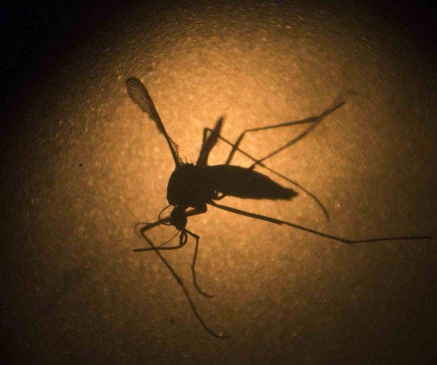 Ataca zika testículos de los ratones Ataca zika testículos de los ratones