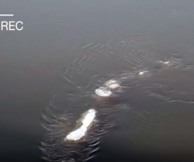 #Video: Captan a extraña criatura en río de Alaska #Video: Captan a extraña criatura en río de Alaska