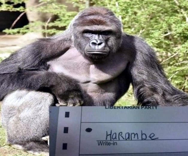 Gorila Consigue miles de votos en Estados Unidos