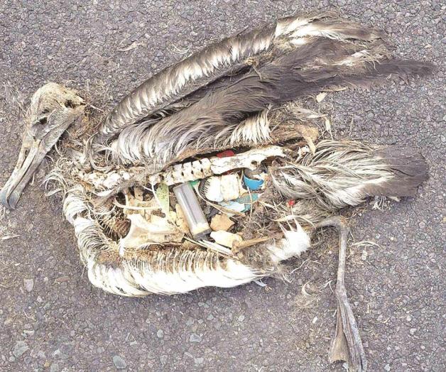Las aves marinas se atiborran de plástico atraídas por su olor