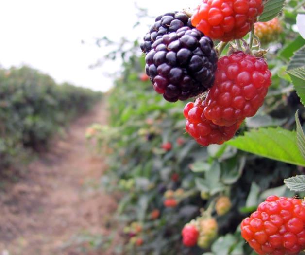 Afectan las plagas ventas de zarzamora Afectan las plagas ventas de zarzamora