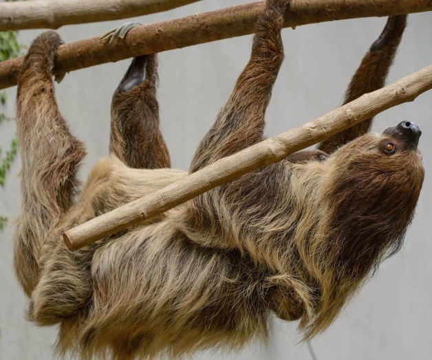 ¿Por qué los perezosos son tan lentos? ¿Por qué los perezosos son tan lentos?