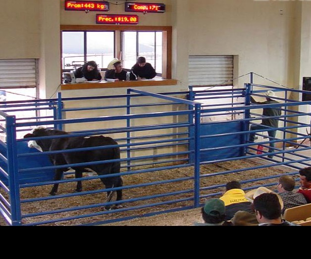 Subastan ganado; mejoran la genética Subastan ganado; mejoran la genética