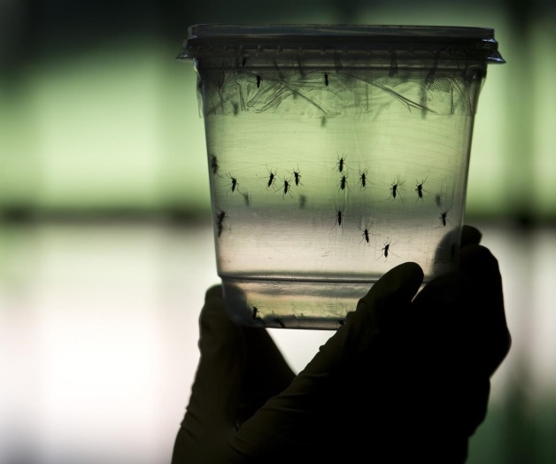 Sin registros en Mèxico de muertes ni casos de microcefalia por zika