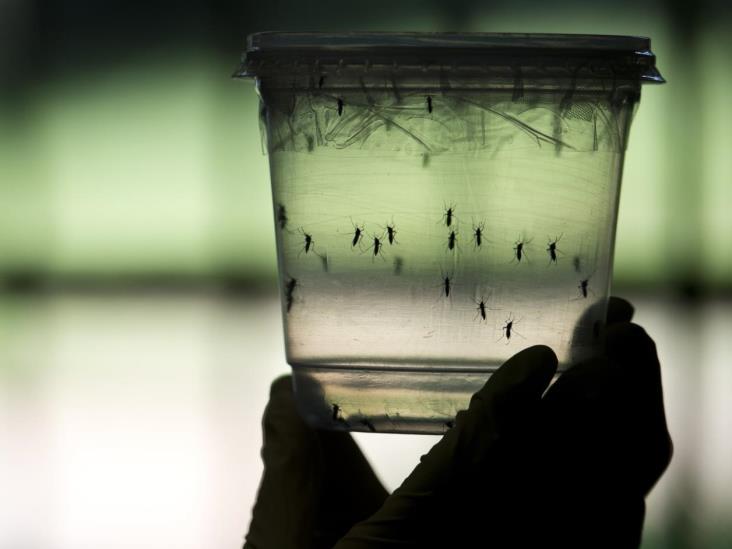 Sin registros en Mèxico de muertes ni casos de microcefalia por zika Sin registros en Mèxico de muertes ni casos de microcefalia por zika