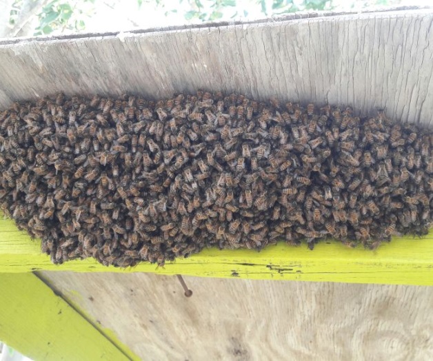 Retiran enorme enjambre