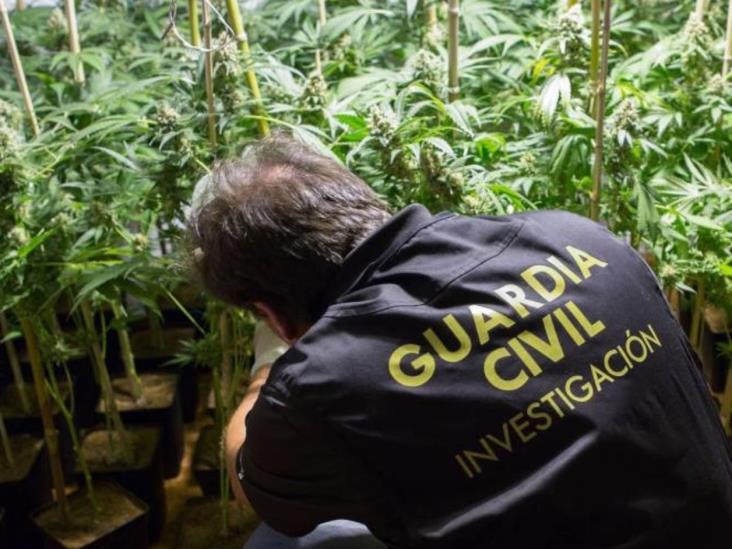 Marihuana destruye los tumores: Estudio Marihuana destruye los tumores: Estudio