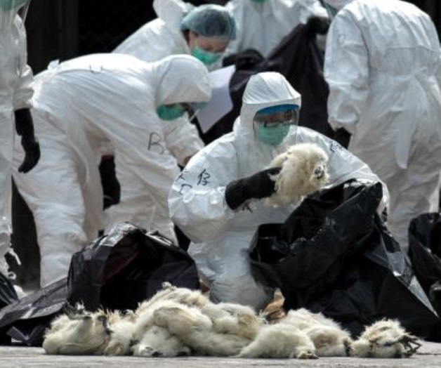 Sacrifica Japón a más de 326 mil aves por gripe aviar