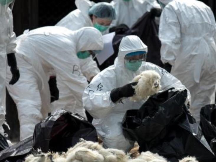 Sacrifica Japón a más de 326 mil aves por gripe aviar Sacrifica Japón a más de 326 mil aves por gripe aviar