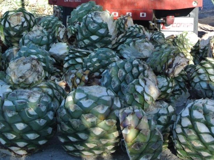 Impulsa demanda el robo del agave Impulsa demanda el robo del agave