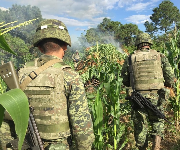 Destruye ejército 12 plantíos de mariguana en Jalisco Destruye ejército 12 plantíos de mariguana en Jalisco