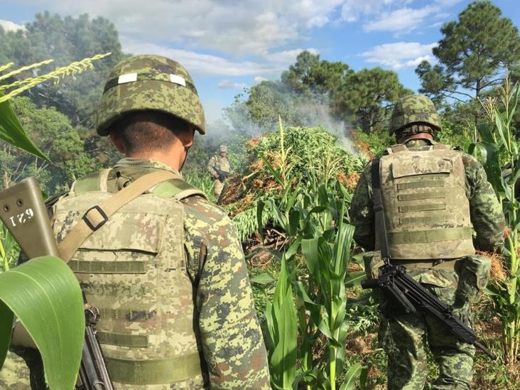 Destruye ejército 12 plantíos de mariguana en Jalisco Destruye ejército 12 plantíos de mariguana en Jalisco