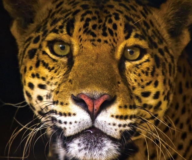Jaguar: Depredador de América lucha por sobrevivir Jaguar: Depredador de América lucha por sobrevivir