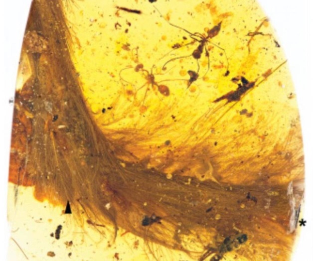 Encuentran cola de dinosaurio con plumas conservada en ámbar