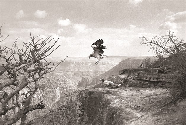 Socotra, la isla de los misterios