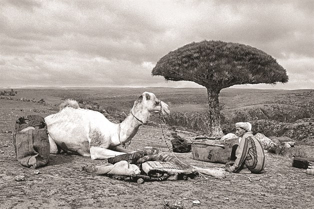 Socotra, la isla de los misterios