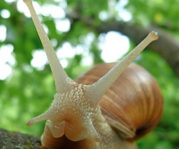 Caracoles: ¿Cupidos del amor o sadomasoquistas del sexo?