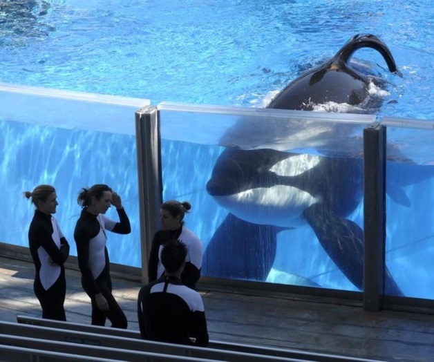Muere Tilikum, la orca que asesinó a su entrenador Muere Tilikum, la orca que asesinó a su entrenador
