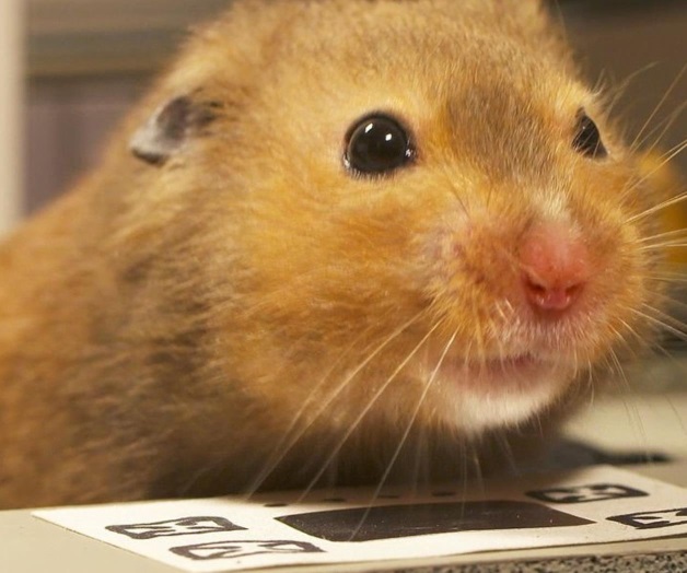 Por drogar a un hámster va a prisión Por drogar a un hámster va a prisión