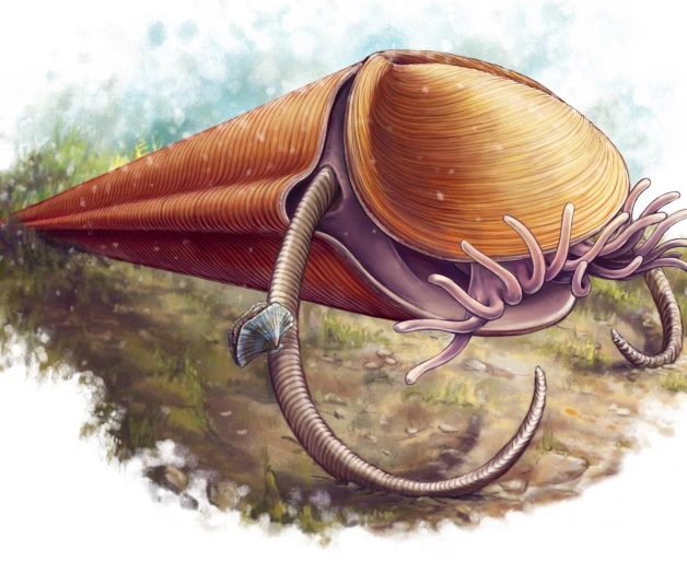 Un testigo de la ‘explosión’ que originó a los animales