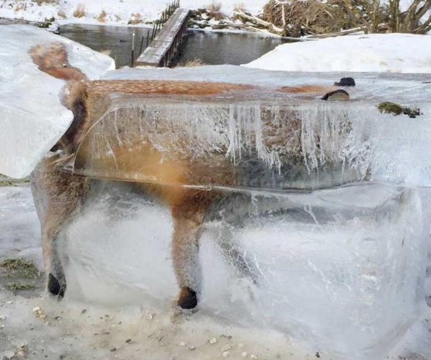 Intenso frío congela a zorro en Europa