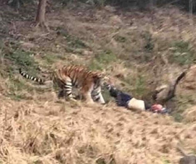 Video: Tigre mata a un hombre en zoológico