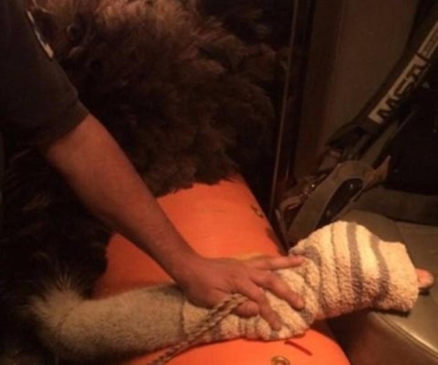 Rescatan a avestruz que corría por la México-Toluca Rescatan a avestruz que corría por la México-Toluca