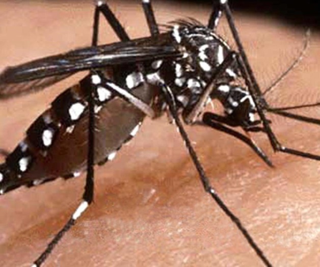 Confirman los primeros tres casos de dengue Confirman los primeros tres casos de dengue