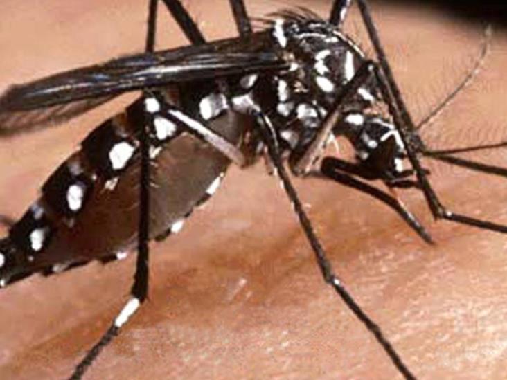 Confirman los primeros tres casos de dengue Confirman los primeros tres casos de dengue